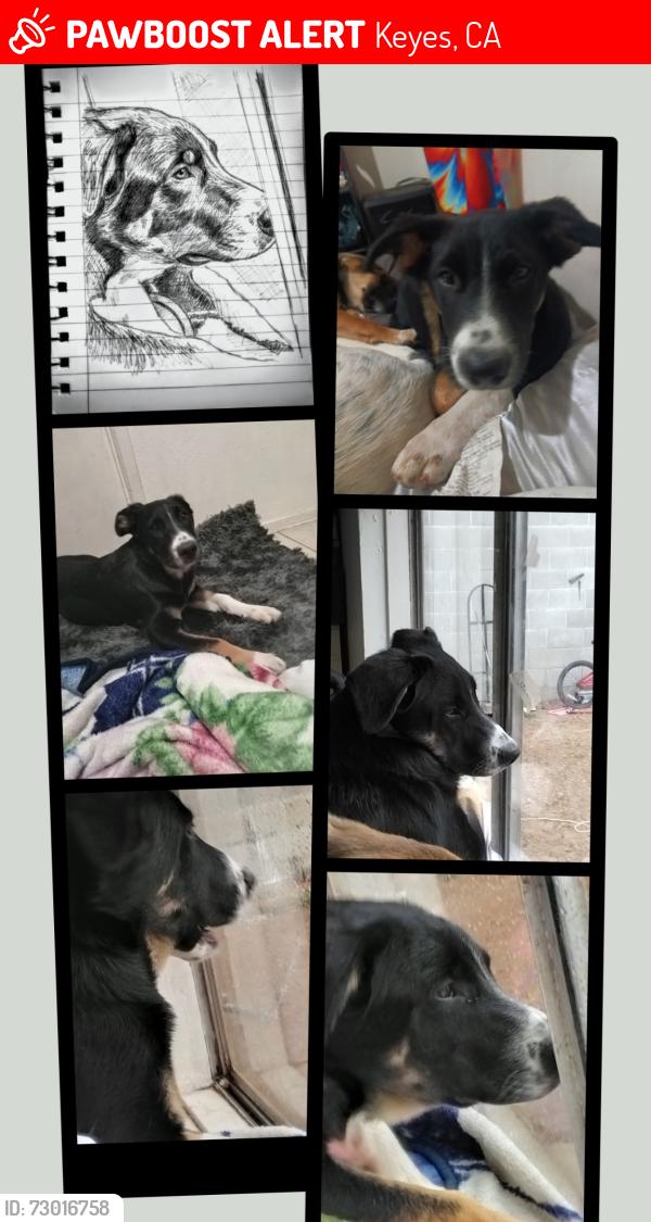 Lost Male Dog last seen Christine rd, Keyes, CA 95328