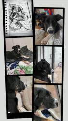Lost Male Dog last seen Christine rd, Keyes, CA 95328