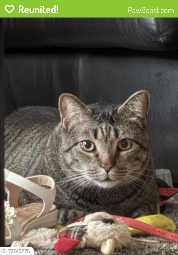 Reunited Male Cat last seen Near Cranoke St, Centreville, VA 20120, USA, Centreville, VA 20120