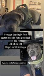Reunited Male Dog last seen Ariel apmt , Orlando, FL 32832