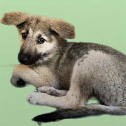 Shelter Stray Female Dog last seen Near FREDERICKSBURG, 4710 TX-151, San Antonio, TX 78227, USA