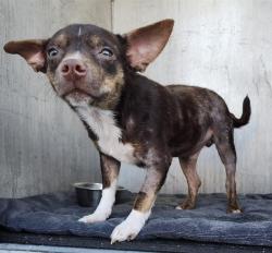 Shelter Stray Male Dog last seen Near BLOCK LEE TREVINO, 4710 TX-151, San Antonio, TX 78227, USA