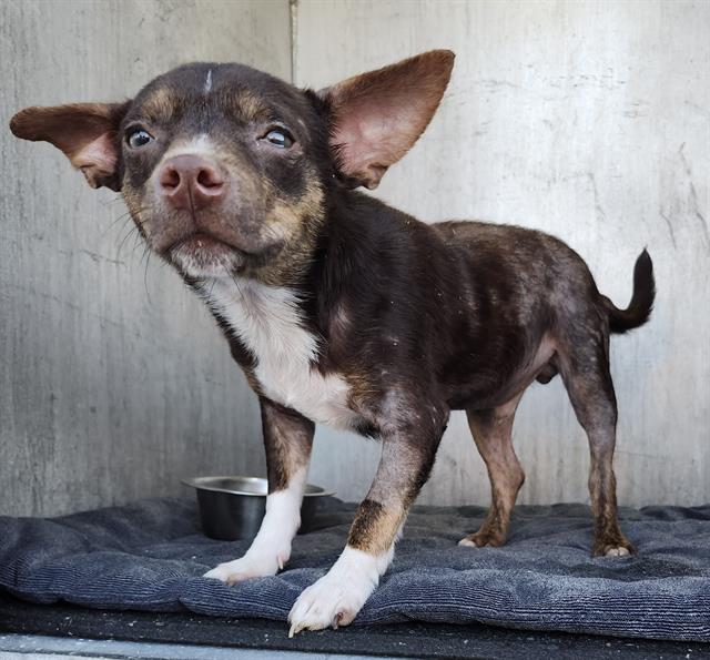 Shelter Stray Male Dog last seen Near BLOCK LEE TREVINO, 4710 TX-151, San Antonio, TX 78227, USA