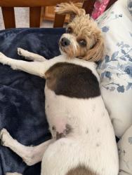 Lost Female Dog last seen 94th and Independence , Westminster, CO 80031