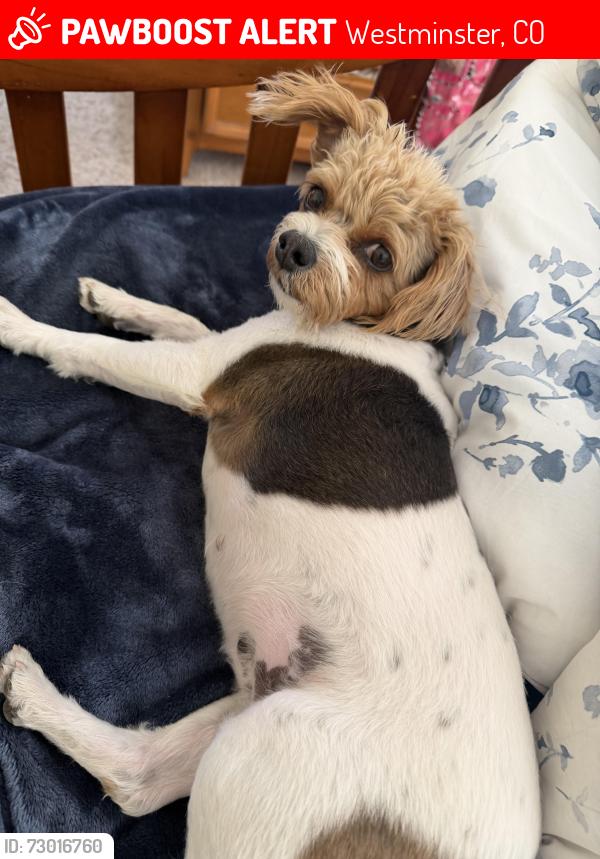 Lost Female Dog last seen 94th and Independence , Westminster, CO 80031