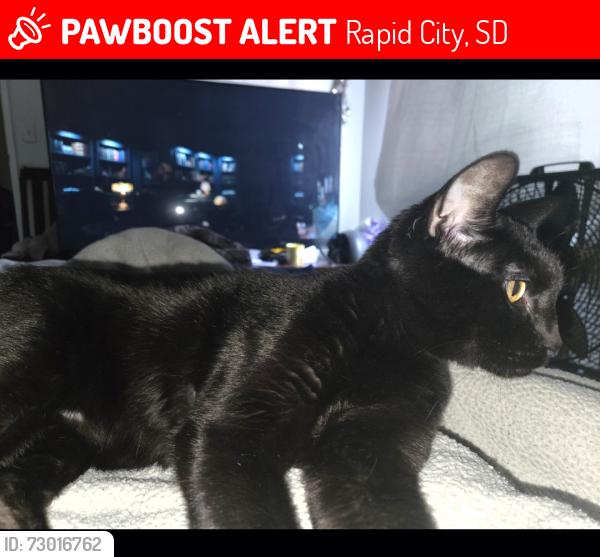 Lost Male Cat last seen HAINSWAY apmts, Rapid City, SD 57701