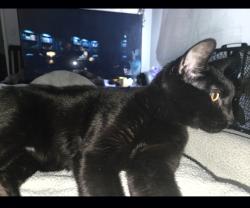 Lost Male Cat last seen HAINSWAY apmts, Rapid City, SD 57701