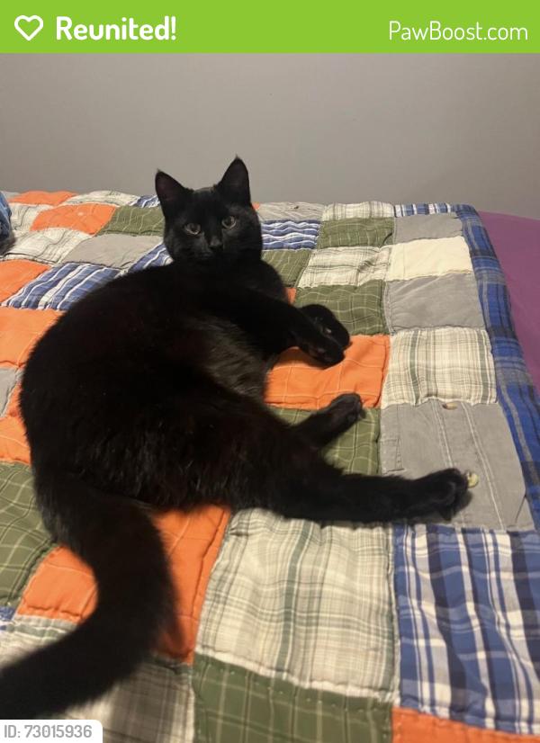 Reunited Male Cat last seen Cornish and brydges , London, ON N5W 4M4