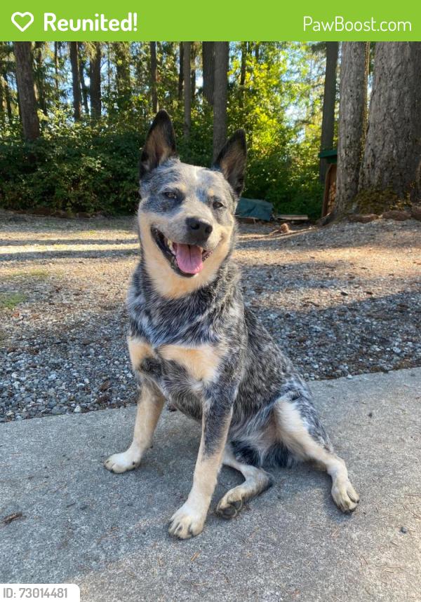 Reunited Male Dog last seen Vick Rd & Appaloosa Dr, Clackamas County, OR 97038