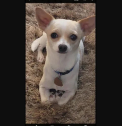 Reunited Male Dog last seen 108th Ave & Heatherbrae DR , Phoenix, AZ 85037