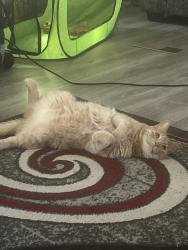Reunited Male Cat last seen Off of 36th street in South Omaha , Omaha, NE 68107