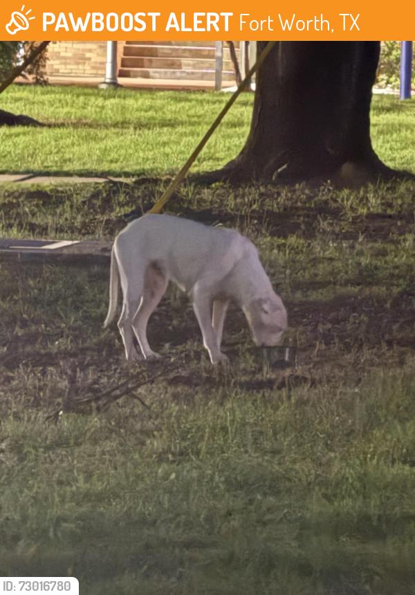 Found/Stray Female Dog last seen Norma , Fort Worth, TX 76112