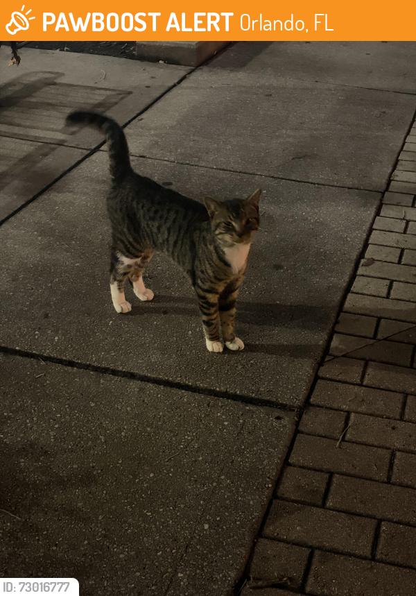 Found/Stray Unknown Cat last seen Near Central Florida Blvd, Orlando, FL 32816, Orlando, FL 32816