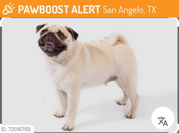 Found/Stray Unknown Dog last seen Huntington and Sunset, San Angelo, TX 76904