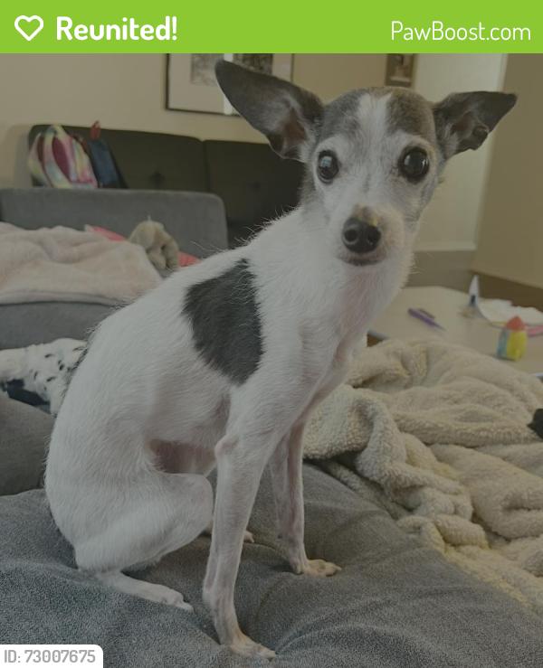 Reunited Female Dog last seen Meridian Dr and Castle, Garland, TX 75040