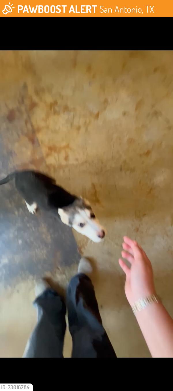 Found/Stray Female Dog last seen Hemisview Village, San Antonio, TX 78210