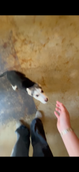 Found/Stray Female Dog last seen Hemisview Village, San Antonio, TX 78210