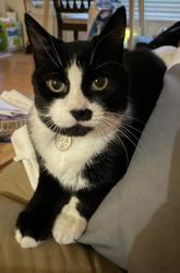 Reunited Female Cat last seen Near Bloor St, Mississauga, ON L4X 1S5 (Shell Gas Station with Tim Hortons), Mississauga, ON L4X 1W7