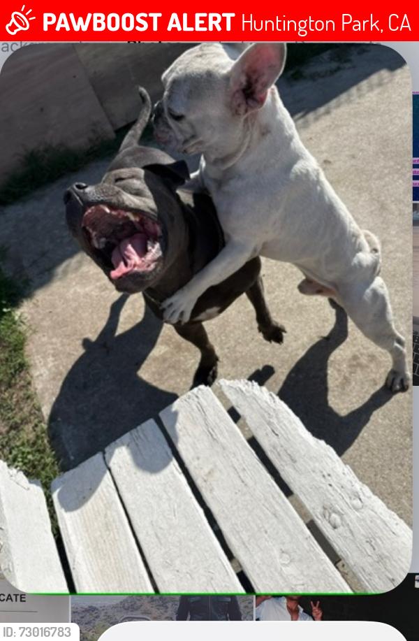 Lost Male Dog last seen South Gate water tower , Huntington Park, CA 90255