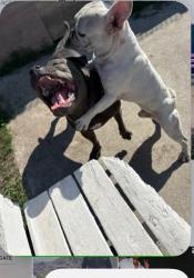 Lost Male Dog last seen South Gate water tower , Huntington Park, CA 90255