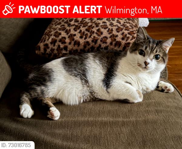 Lost Male Cat last seen Lowell st, wilmington MA, Wilmington, MA 01887