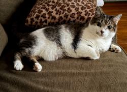 Lost Male Cat last seen Lowell st, wilmington MA, Wilmington, MA 01887