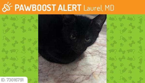 Found/Stray Male Cat last seen Spruce Hill Drive and Waggaman Ave, Laurel, MD 20707
