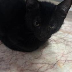 Found/Stray Male Cat last seen Spruce Hill Drive and Waggaman Ave, Laurel, MD 20707