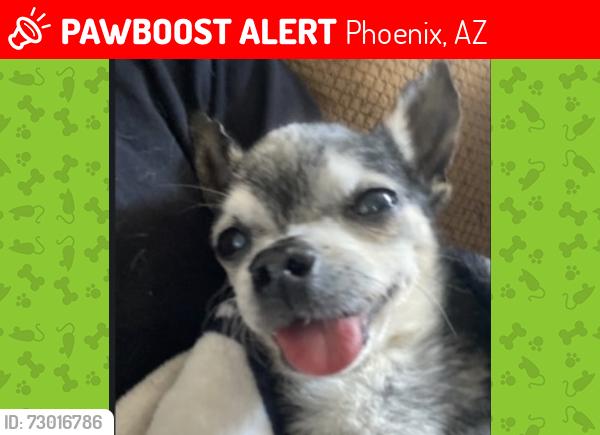 Lost Male Dog last seen 43nd ave and Roosevelt , Phoenix, AZ 85009