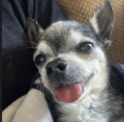 Lost Male Dog last seen 43nd ave and Roosevelt , Phoenix, AZ 85009