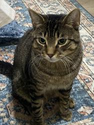 Lost Male Cat last seen Evans st, Philadelphia, PA 19115