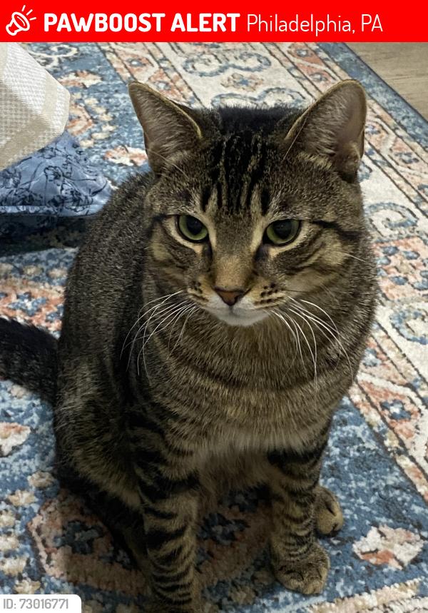 Lost Male Cat last seen Evans st, Philadelphia, PA 19115