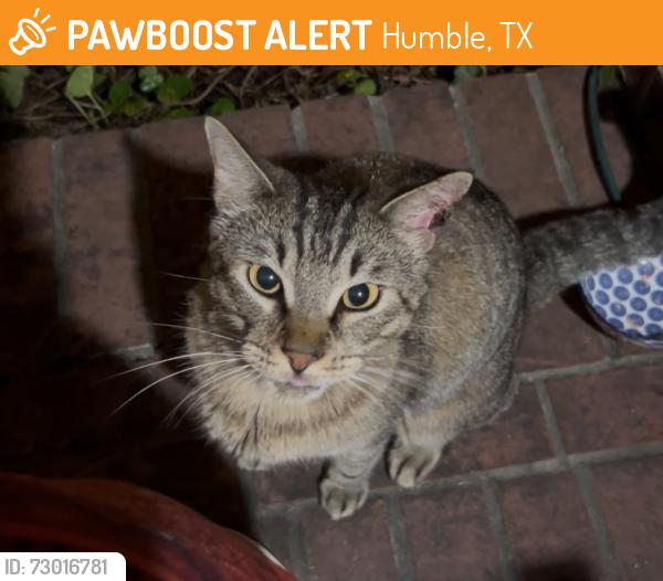Found/Stray Unknown Cat last seen Kingwood Glen Drive and Kristen Park Ln, Humble, TX 77346
