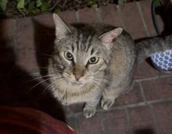 Found/Stray Unknown Cat last seen Kingwood Glen Drive and Kristen Park Ln, Humble, TX 77346