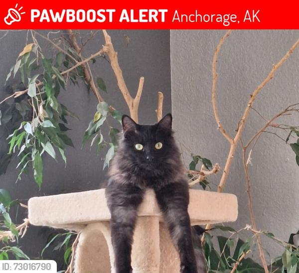 Lost Female Cat last seen Pioneer Drive/Resurrection/Majestic , Anchorage, AK 99504