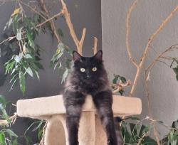Lost Female Cat last seen Pioneer Drive/Resurrection/Majestic , Anchorage, AK 99504