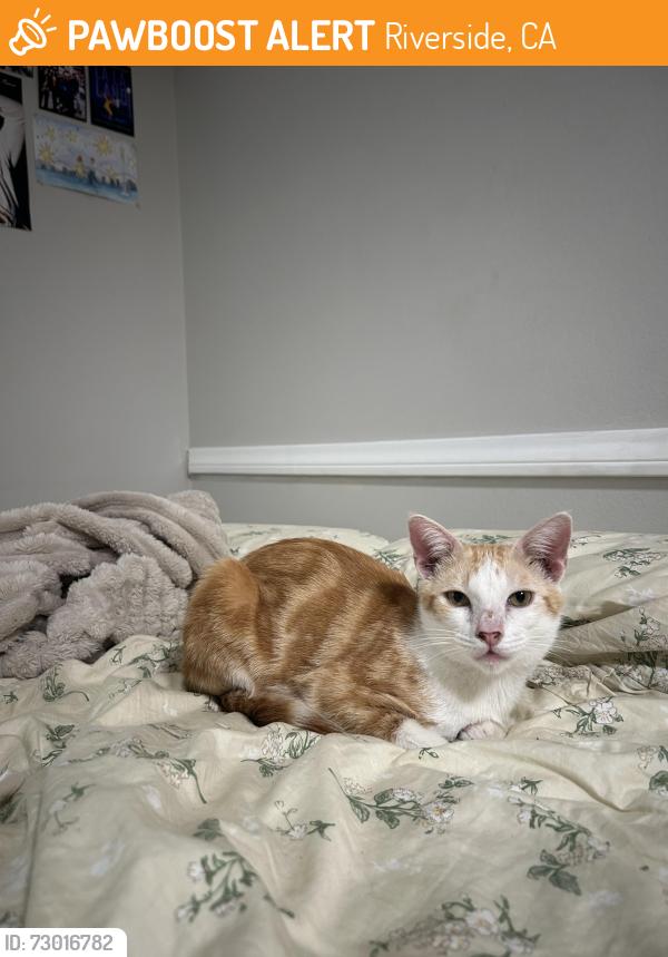 Found/Stray Male Cat last seen Canyon Crest Dr, Martin Luther King Jr, Riverside, CA 92507