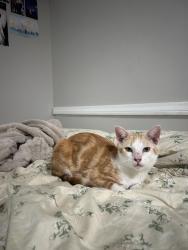 Found/Stray Male Cat last seen Canyon Crest Dr, Martin Luther King Jr, Riverside, CA 92507