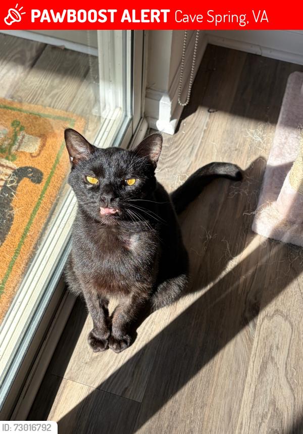 Lost Male Cat last seen Sunchase ln, Cave Spring, VA 24018