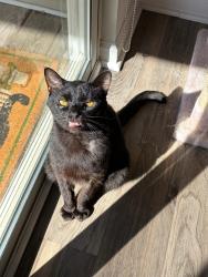 Lost Male Cat last seen Sunchase ln, Cave Spring, VA 24018