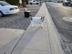 Reunited Unknown Dog last seen 51st Avenue and Cactus Road Glendale Arizona, Glendale, AZ 85304