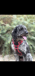 Lost Male Dog last seen 168th and Maple, Omaha, NE 68116