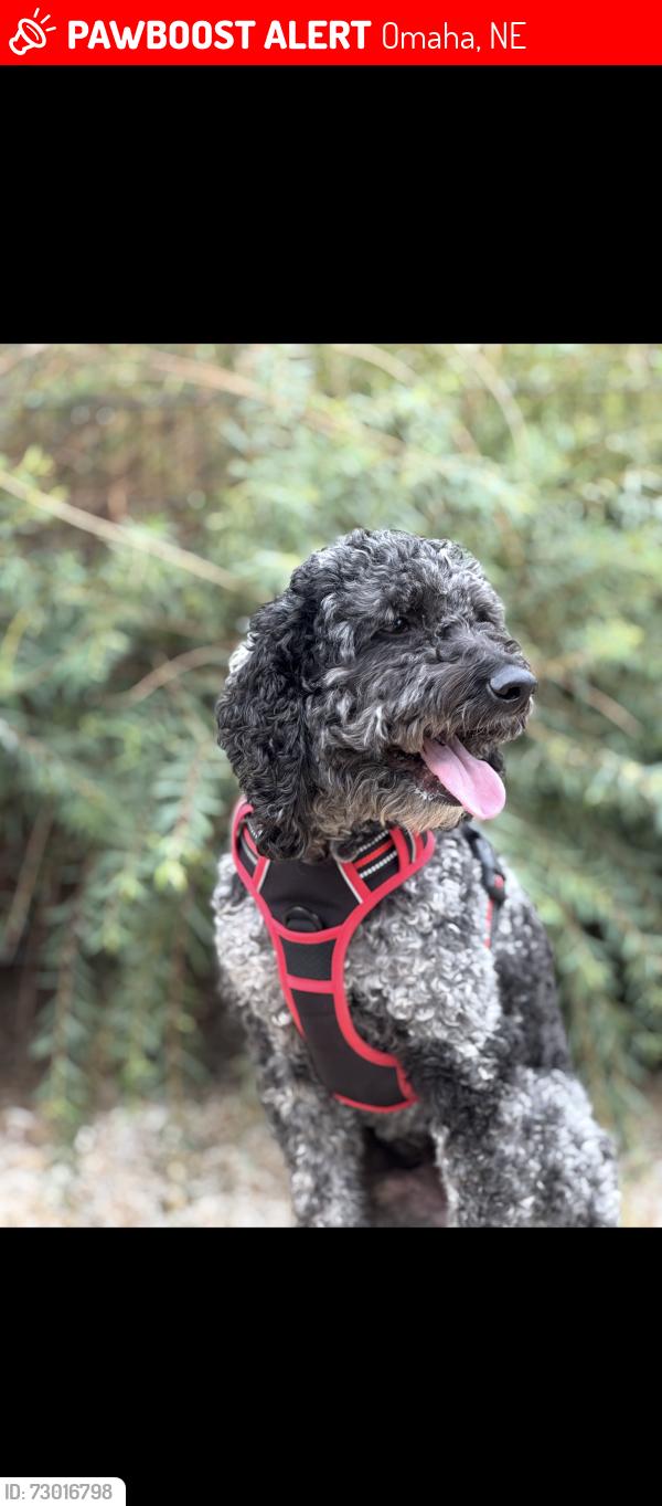 Lost Male Dog last seen 168th and Maple, Omaha, NE 68116