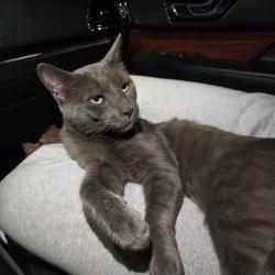 Found/Stray Male Cat last seen Brunswick Circle, Trenton, NJ 08638