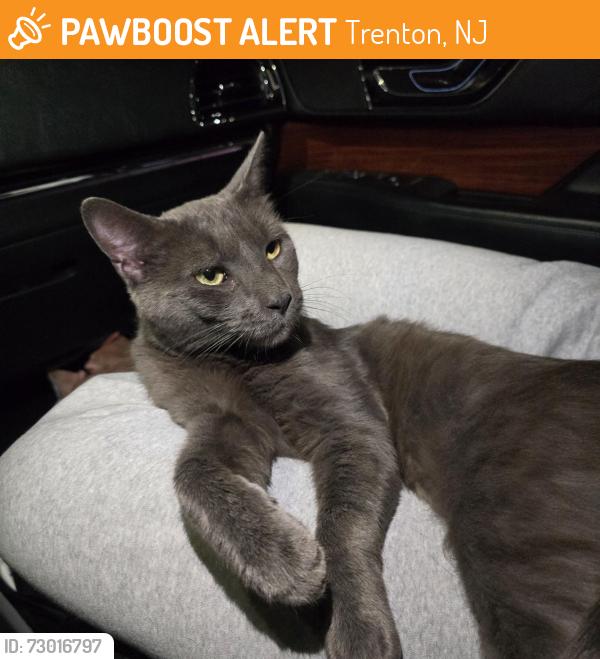 Found/Stray Male Cat last seen Brunswick Circle, Trenton, NJ 08638