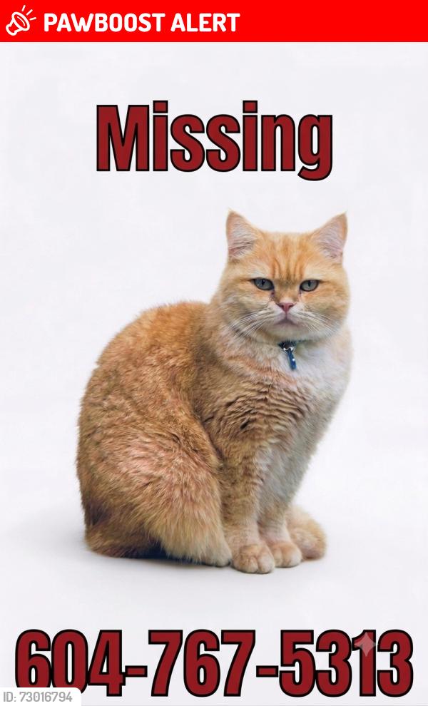 Lost Male Cat last seen St Georges Ave and 29th , North Vancouver, BC V7N 1T9