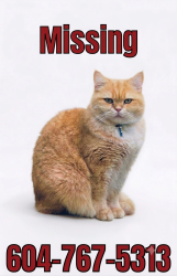 Lost Male Cat last seen St Georges Ave and 29th , North Vancouver, BC V7N 1T9