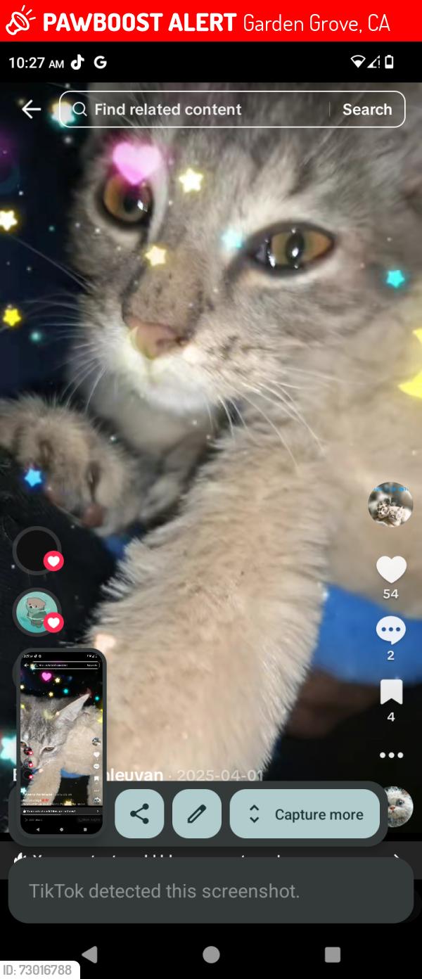 Lost Male Cat last seen Dale in-between chapman and lampson, Garden Grove, CA 92841