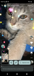 Lost Male Cat last seen Dale in-between chapman and lampson, Garden Grove, CA 92841