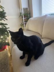 Lost Male Cat last seen 52nd street/Protrero, El Cerrito, CA 94530